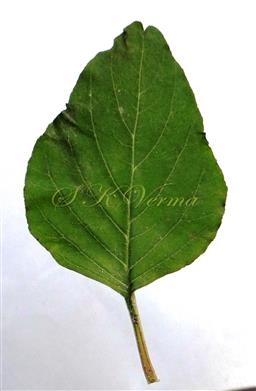 Leaf (Adaxial view)